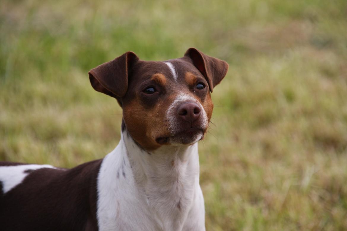 Terrier Brasileiro Jyvämäen Zimbro billede 8