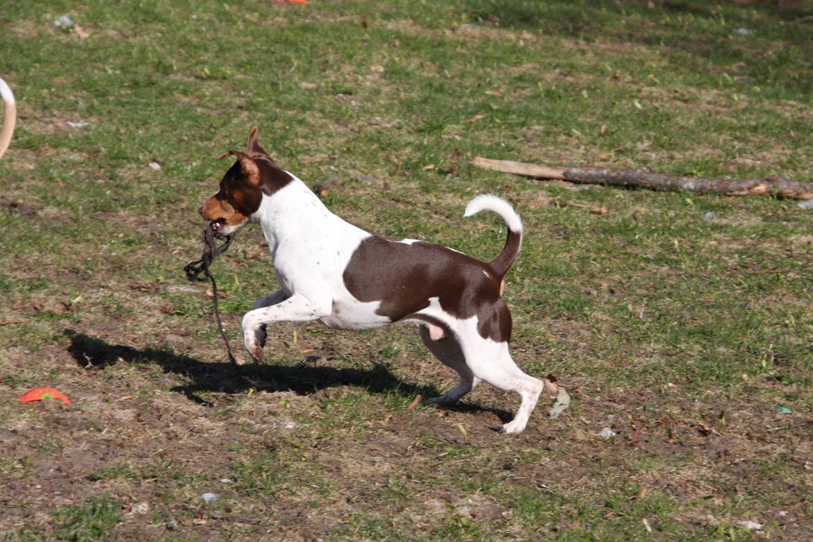 Terrier Brasileiro Jyvämäen Zimbro billede 9