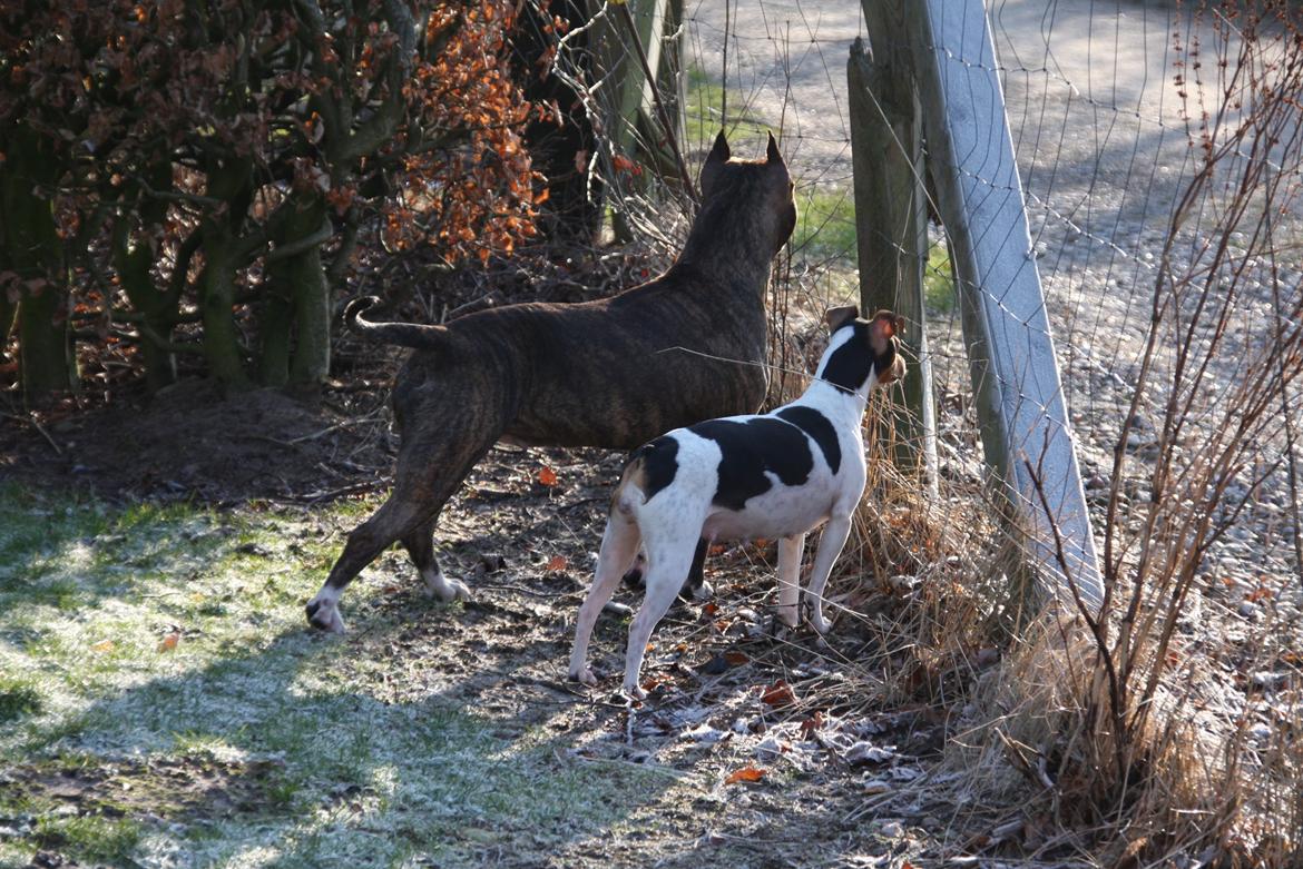 Terrier Brasileiro Jyvämäen Bandeira billede 2