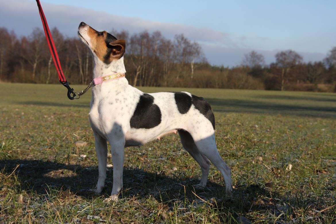 Terrier Brasileiro Jyvämäen Bandeira billede 3