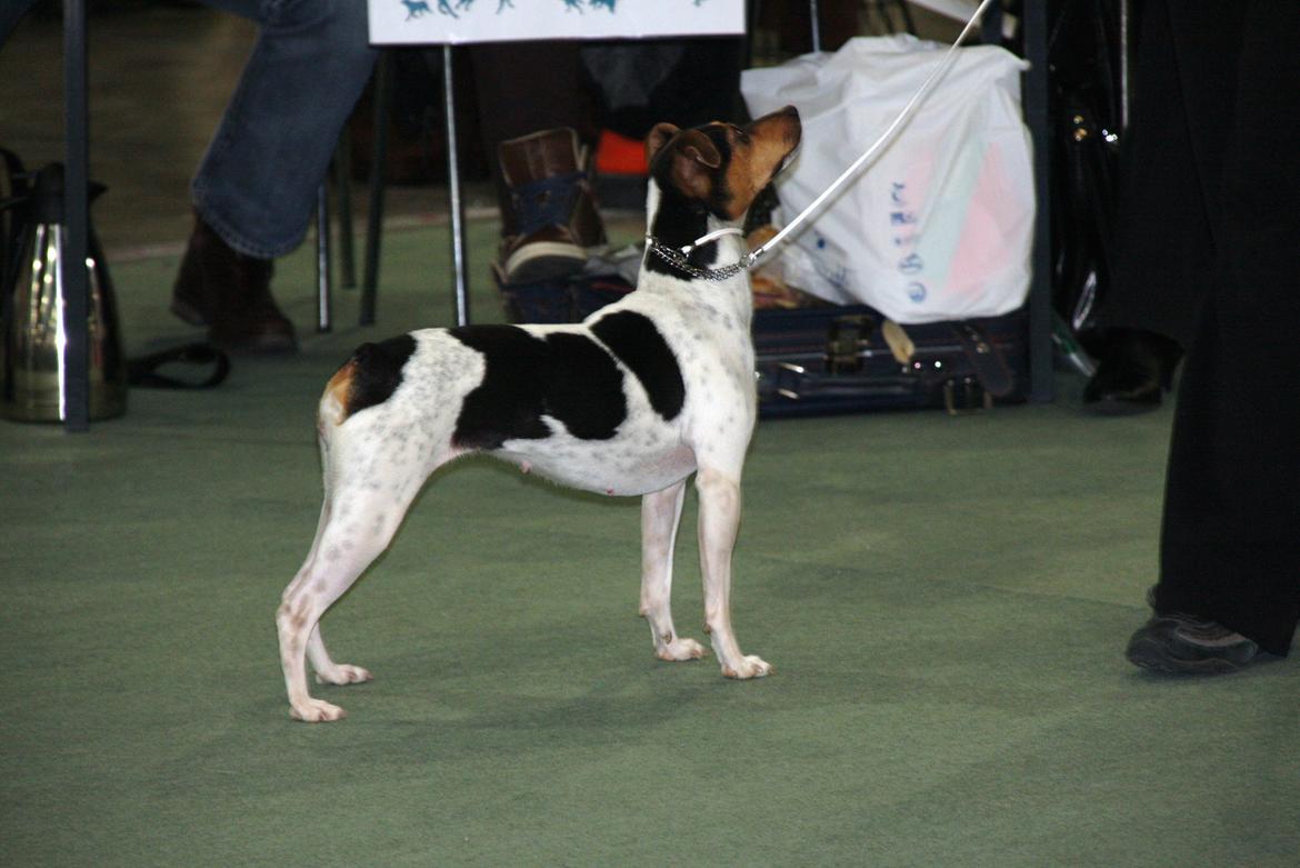 Terrier Brasileiro Jyvämäen Bandeira billede 4