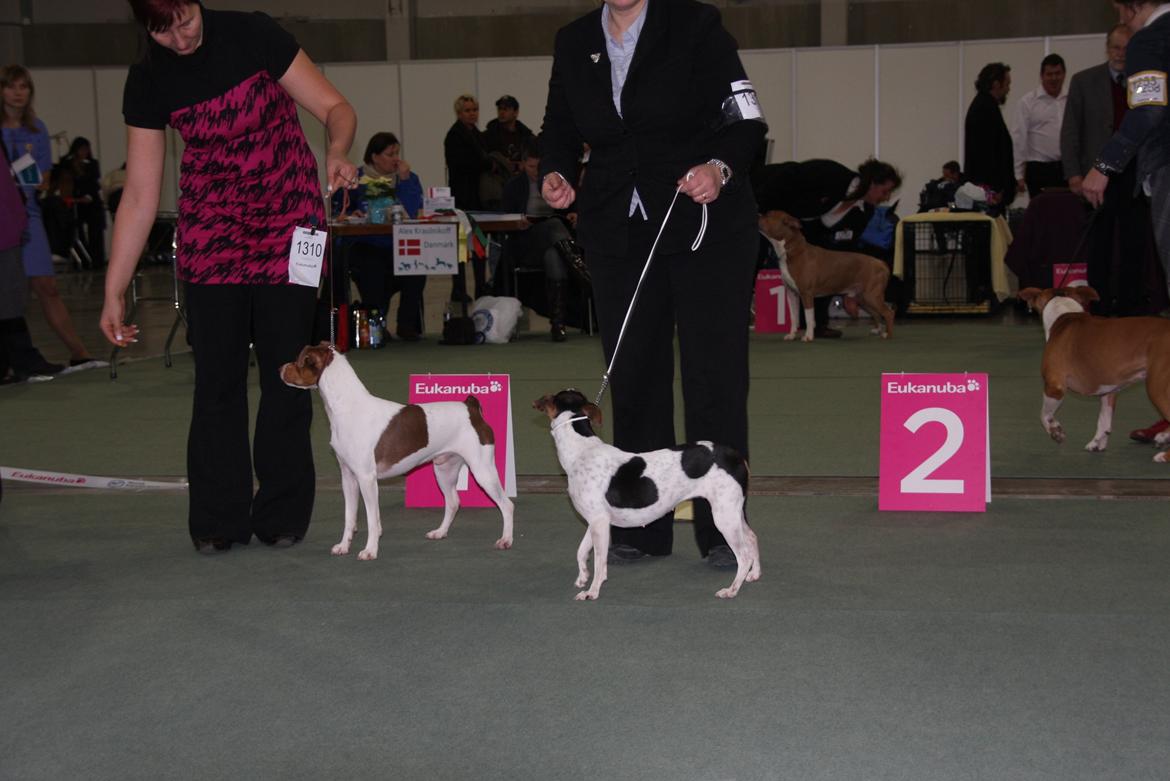 Terrier Brasileiro Jyvämäen Bandeira billede 5