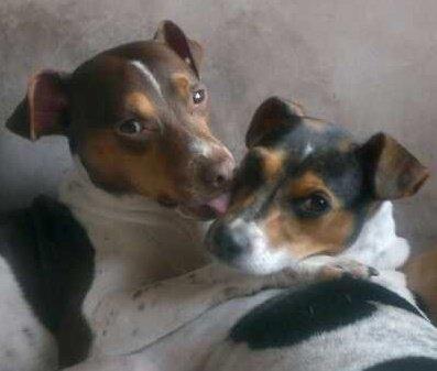 Terrier Brasileiro Jyvämäen Bandeira billede 6