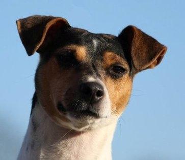 Terrier Brasileiro Jyvämäen Bandeira billede 7