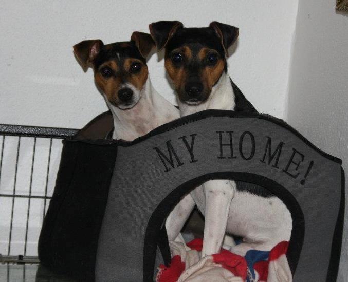 Terrier Brasileiro Jyvämäen Bandeira billede 8