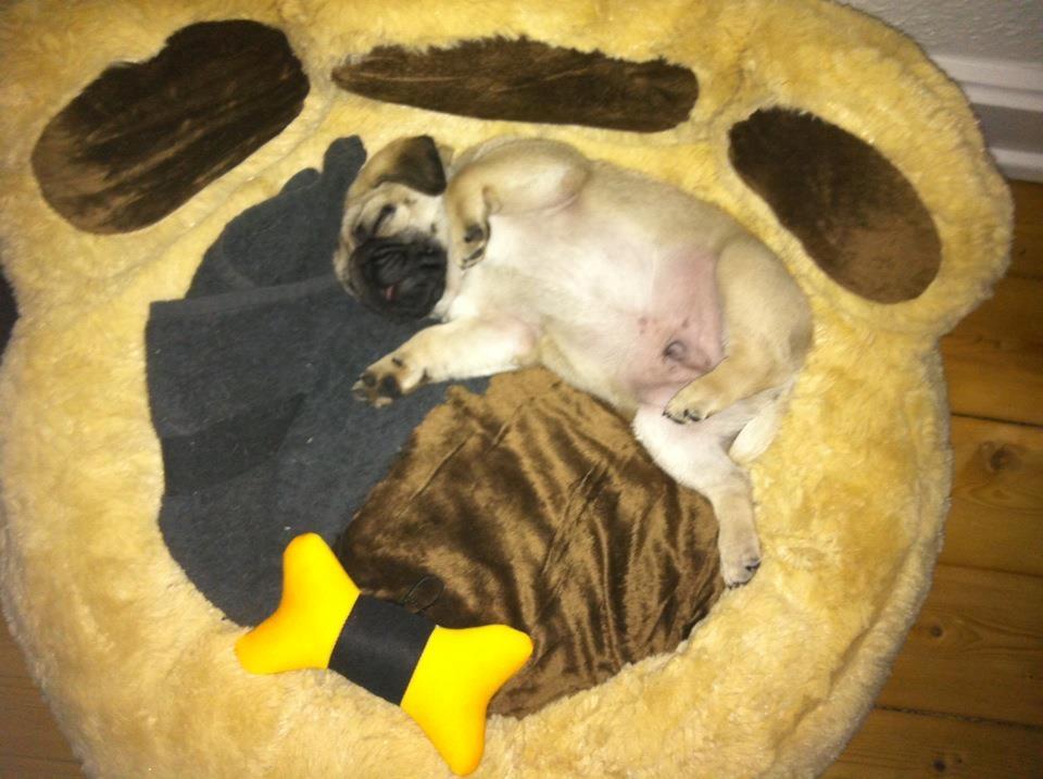 Mops Muffin billede 23