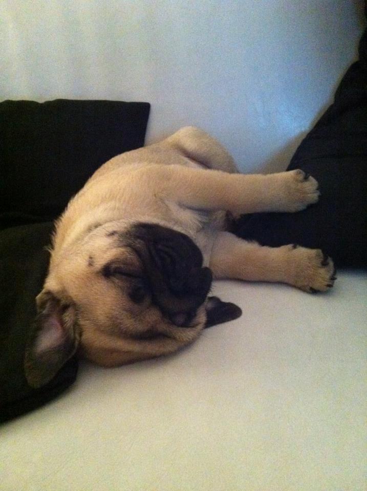 Mops Muffin billede 22