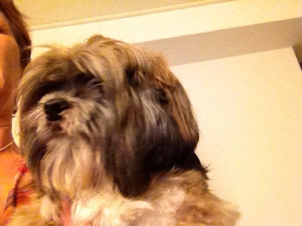 Lhasa apso Kiri - Kiri fotograferet hos min veninde og Kiri's nye hundeveninde Sniffer. billede 1