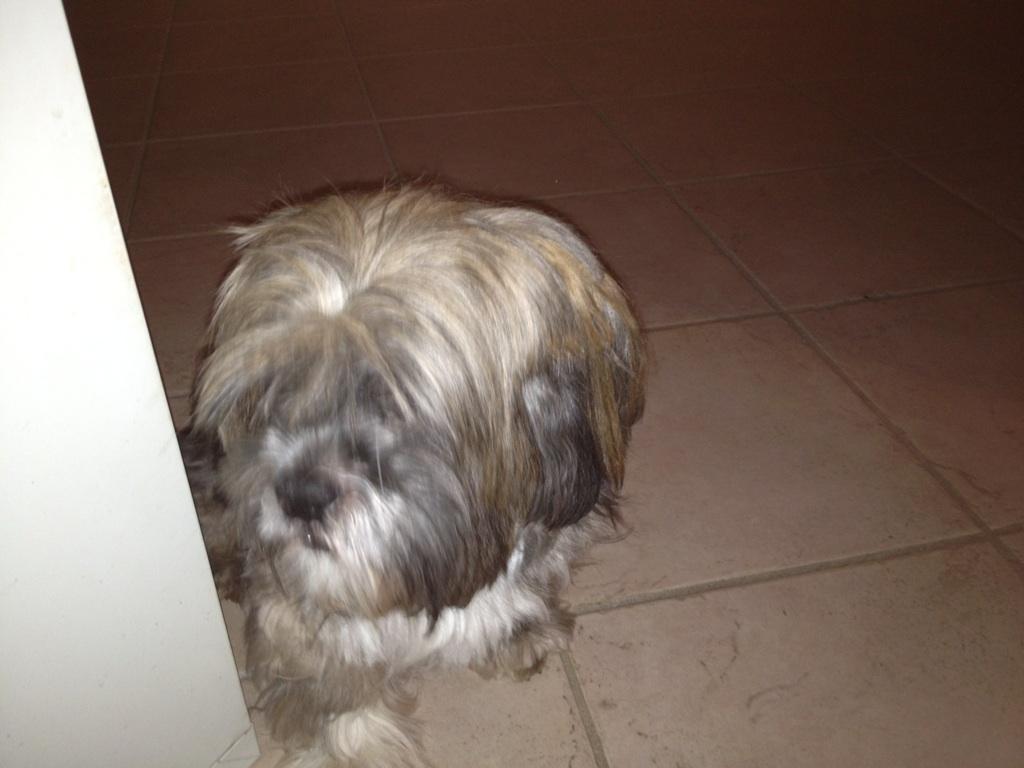 Lhasa apso Kiri - Kan man da ikke få fred for at blive fotograferet billede 2