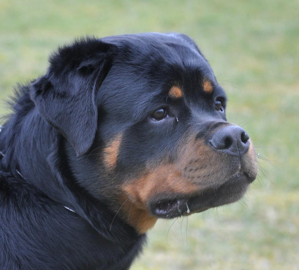 Rottweiler Heitah's Ziko billede 1