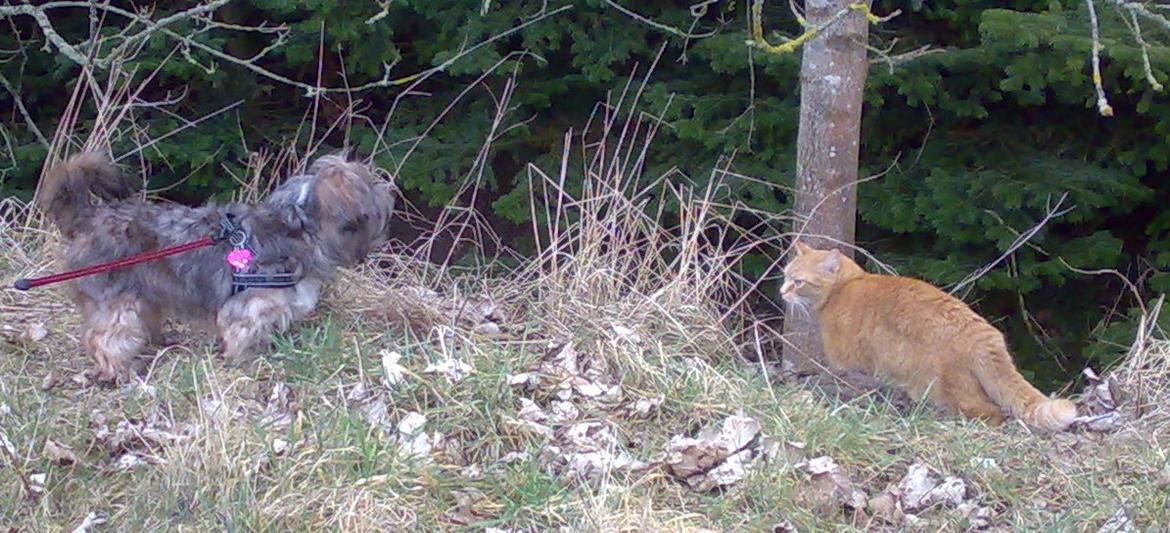 Lhasa apso Kiri - Kiri og vores kat Tjalfe på gåtur på marken - det nød de begge. billede 3
