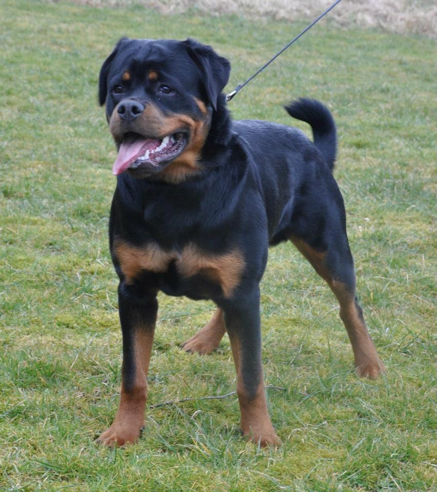Rottweiler Heitah's Ziko billede 7
