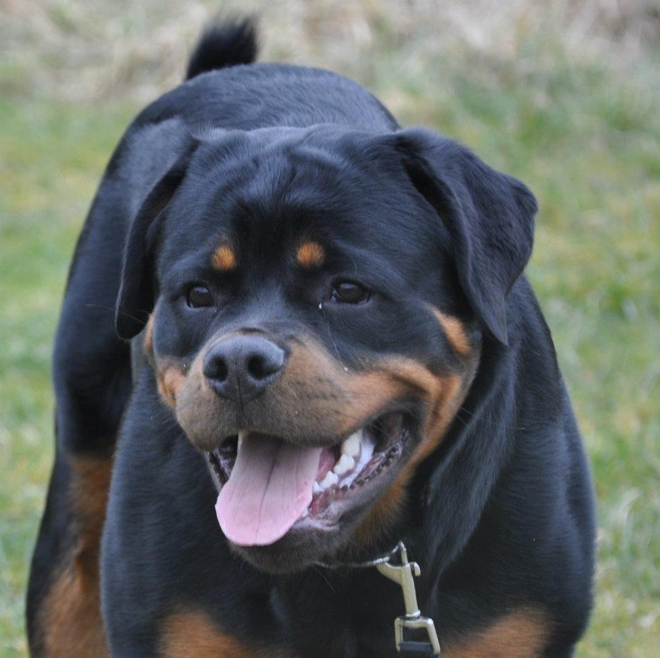 Rottweiler Heitah's Ziko billede 8