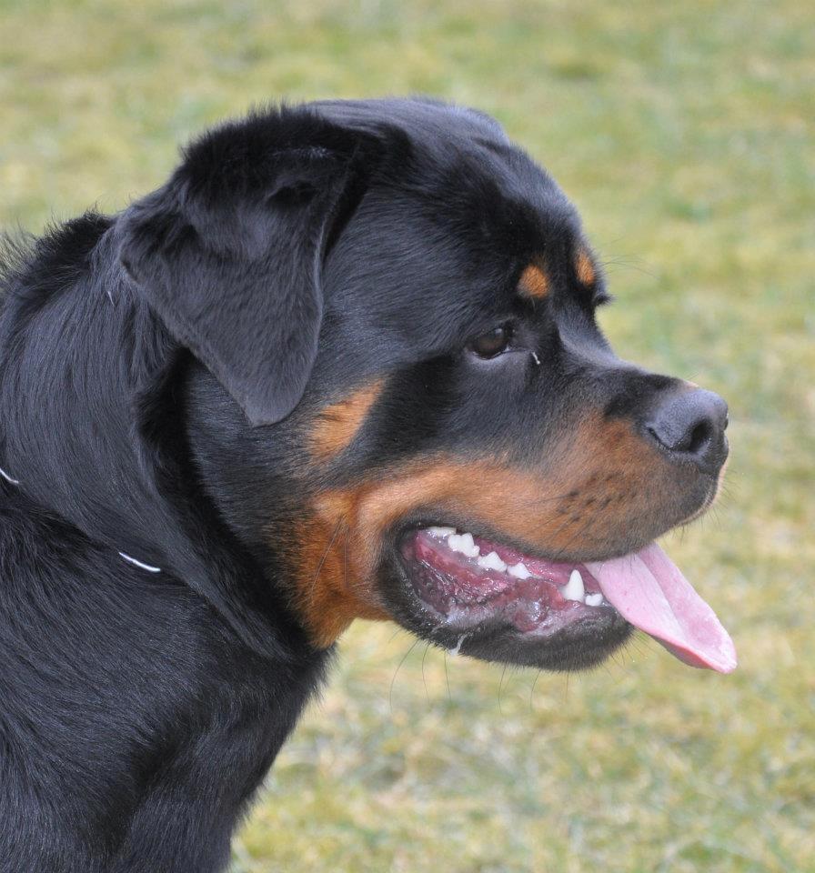 Rottweiler Heitah's Ziko billede 9