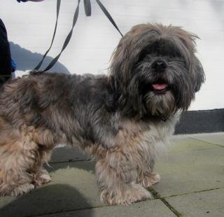 Lhasa apso Kiri - Kiri fotograferet hos Tingskovens Dyreinternat. (Det var også en kamp for dem, for at få taget et billede af hende). billede 4