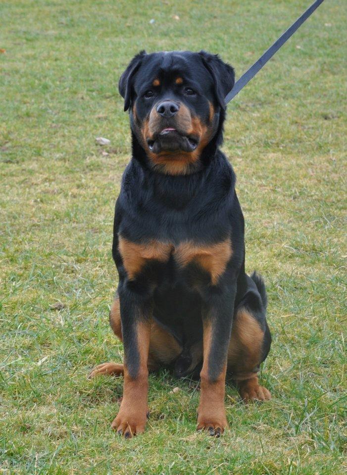 Rottweiler Heitah's Ziko billede 10