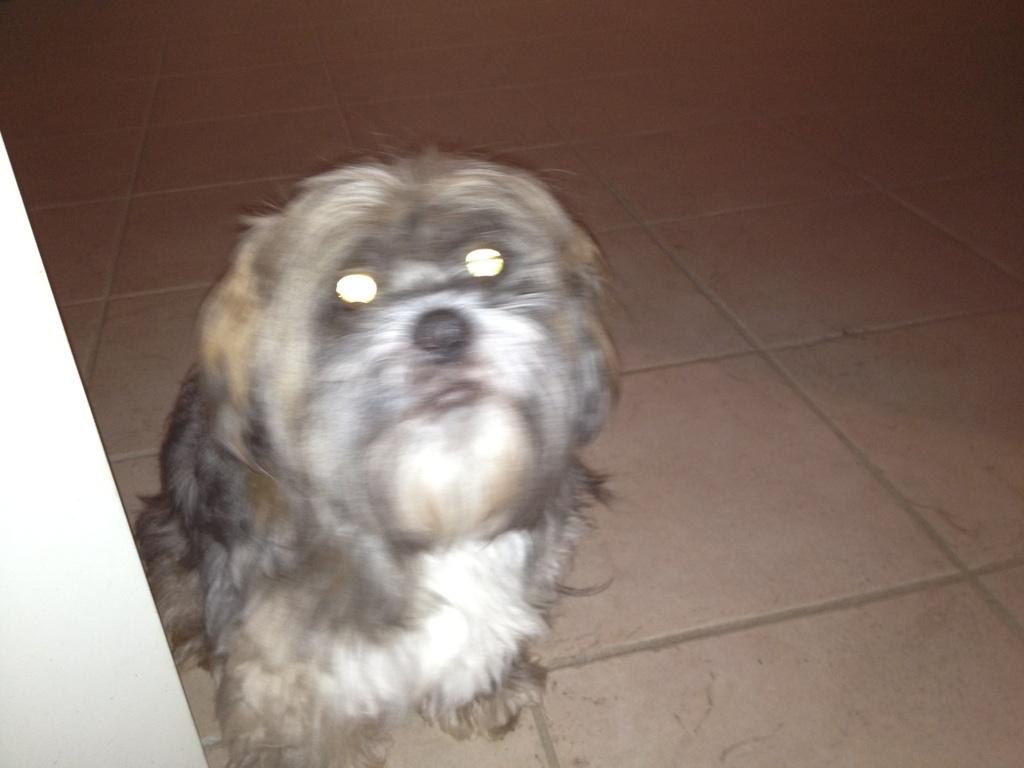 Lhasa apso Kiri - Kiri lige før hun stikke af til en anden stue, for at undgå at blive fotograferet. billede 5