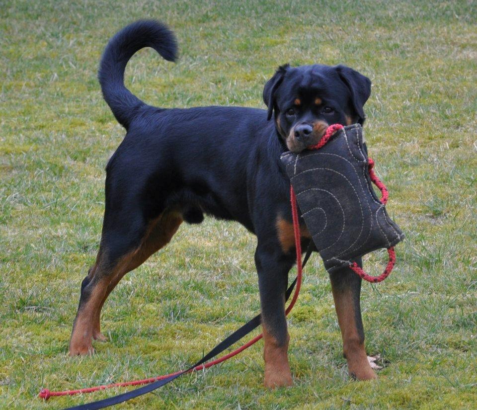 Rottweiler Heitah's Ziko billede 11