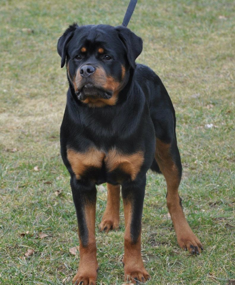 Rottweiler Heitah's Ziko billede 12