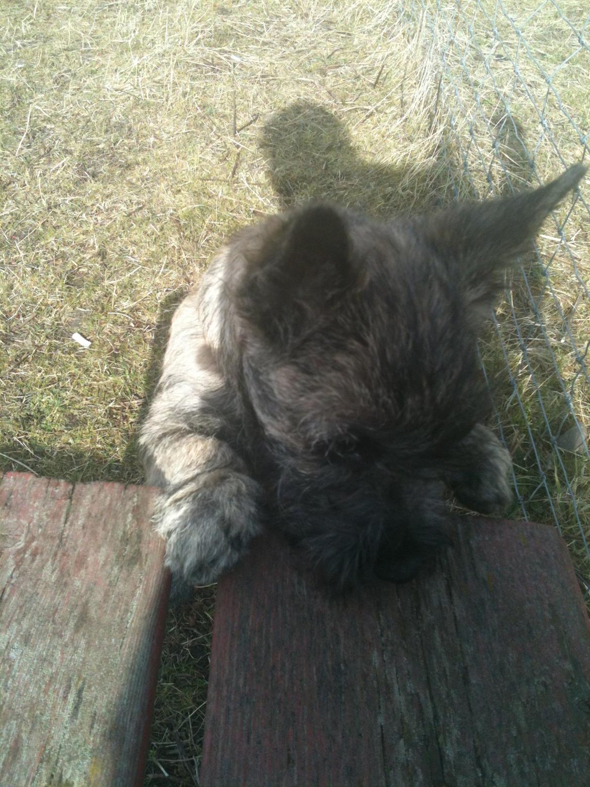 Cairn terrier Tjalfe - Tjalfe undersøger lige bænken billede 3