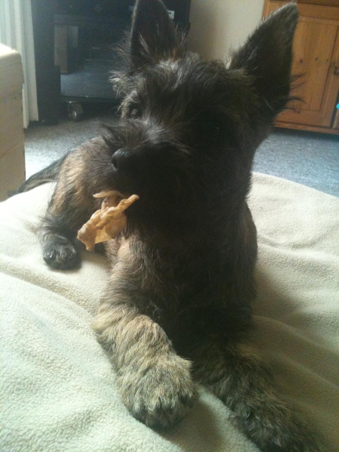 Cairn terrier Tjalfe - Tjalfe
Jeg elsker bare tyggeben billede 4