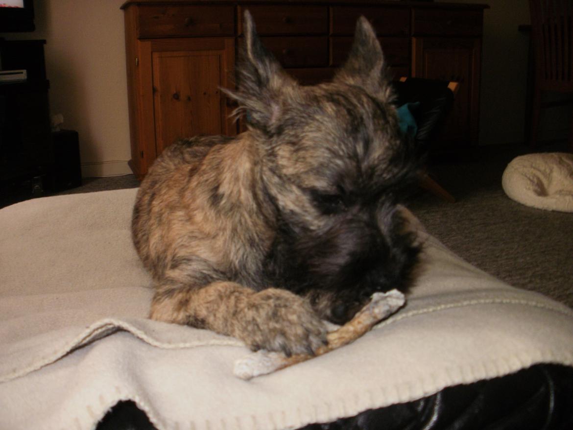 Cairn terrier Tjalfe - Tjalfe billede 5