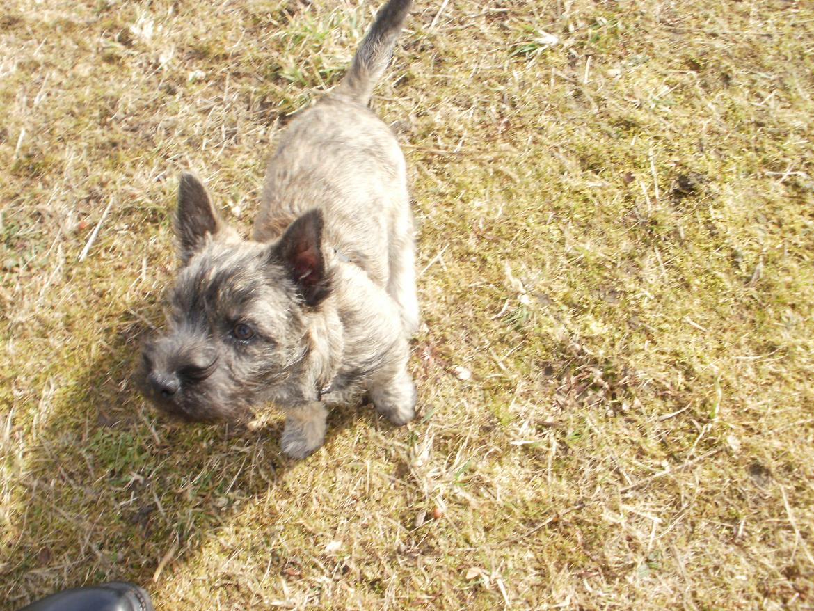 Cairn terrier Tjalfe - Tjalfe billede 6
