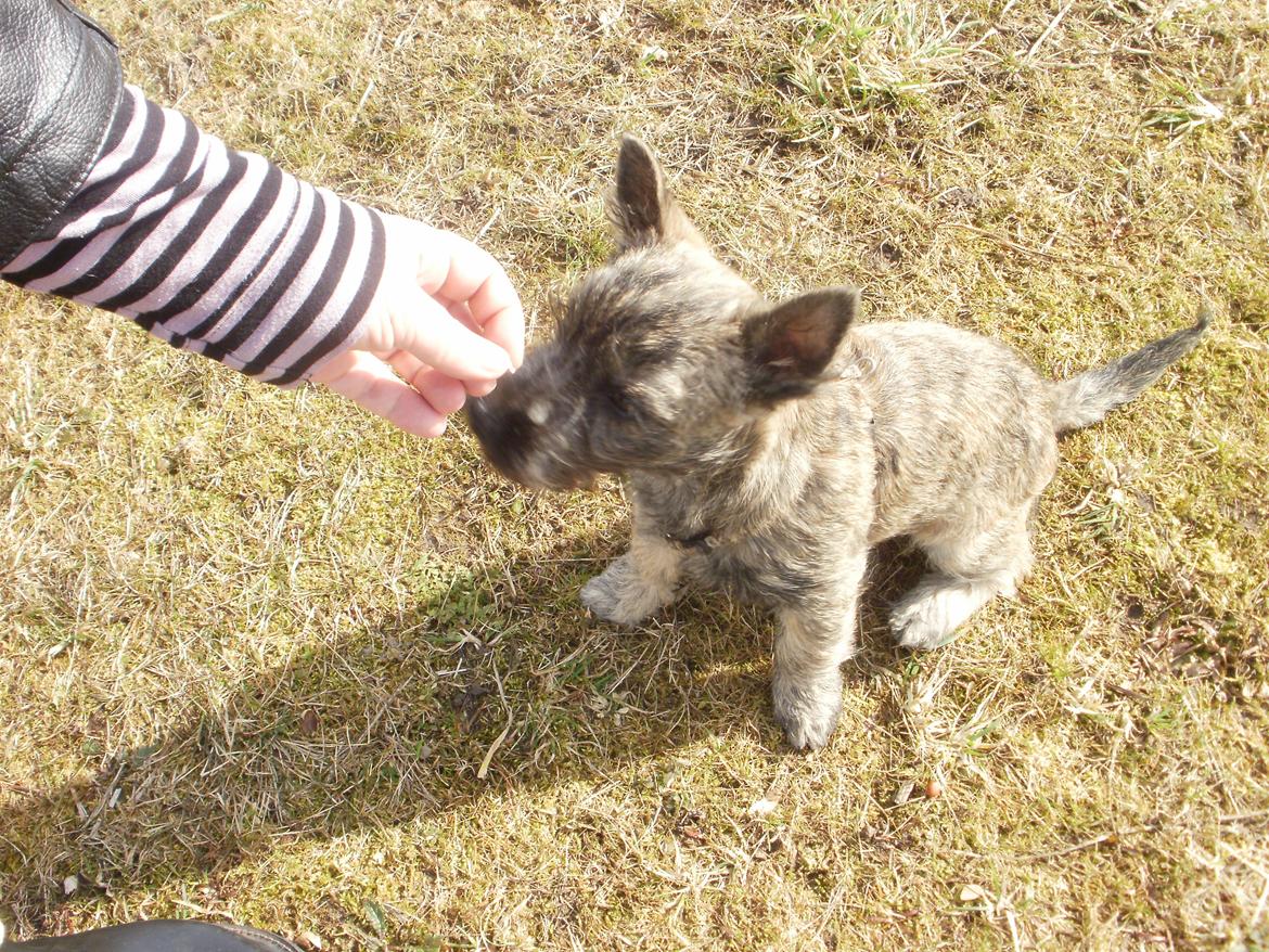Cairn terrier Tjalfe - jubiiii en godbid billede 7