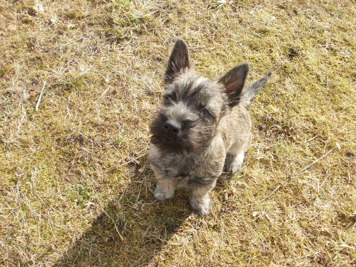 Cairn terrier Tjalfe - hvis jeg sidder pænt mon jeg så får en godbid mere billede 8