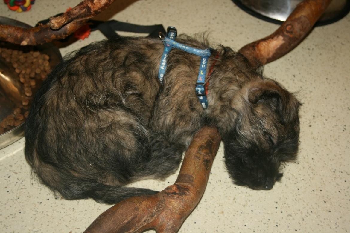 Cairn terrier Tjalfe - Tjalfe

Foto af: Bechgaard billede 2