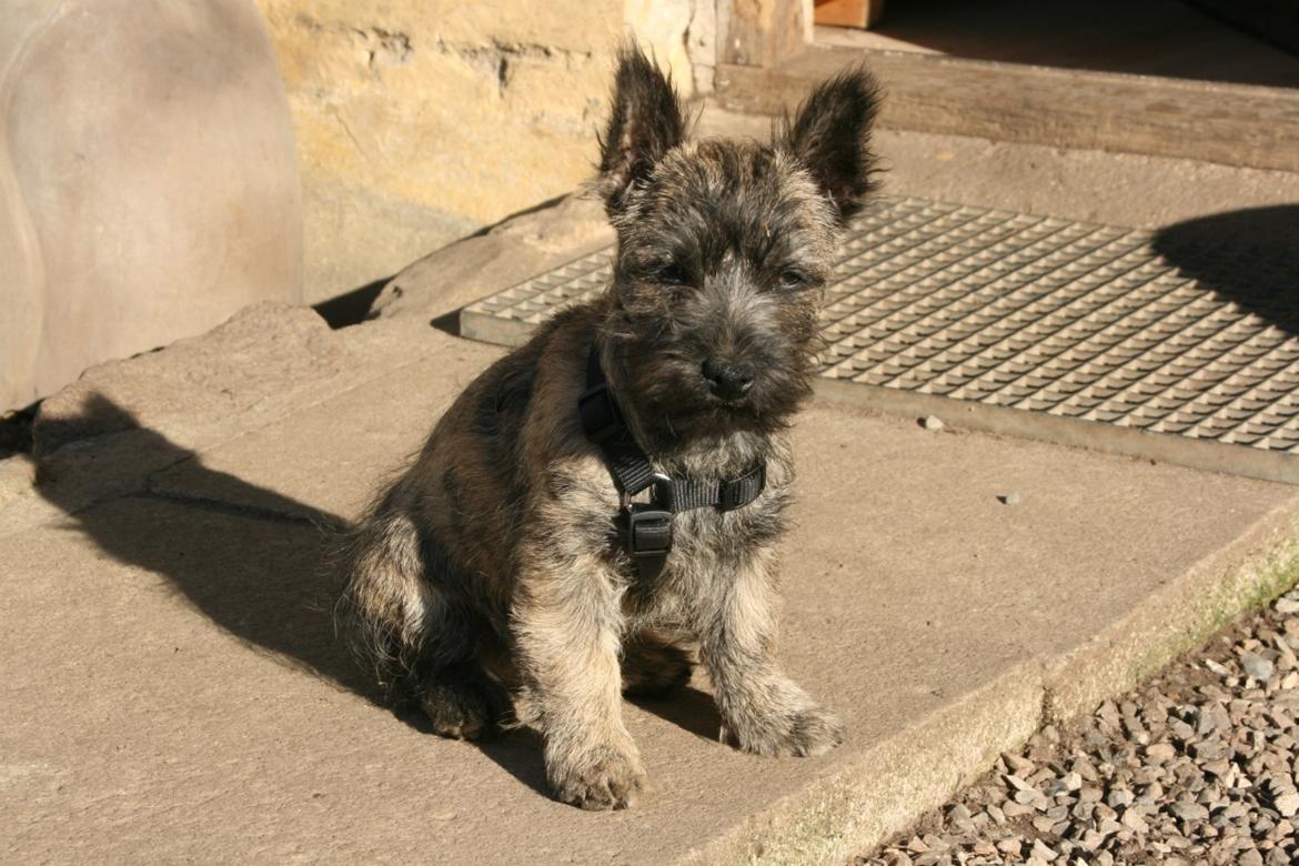 Cairn terrier Tjalfe - Tjalfe

Foto af: Bechgaard billede 1