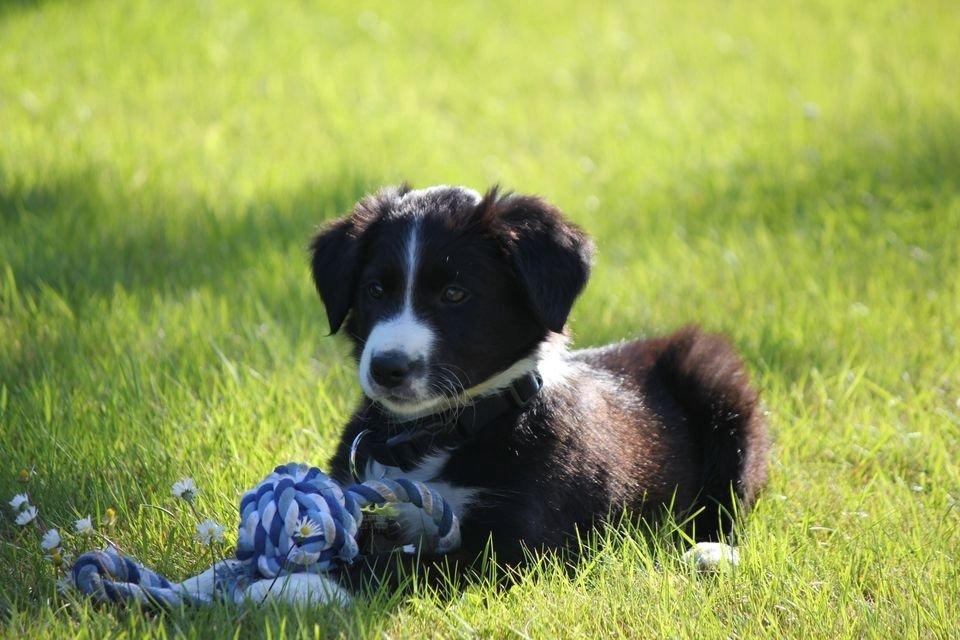Border collie Bailey billede 3