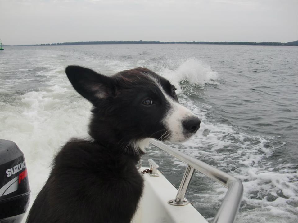 Border collie Bailey billede 4