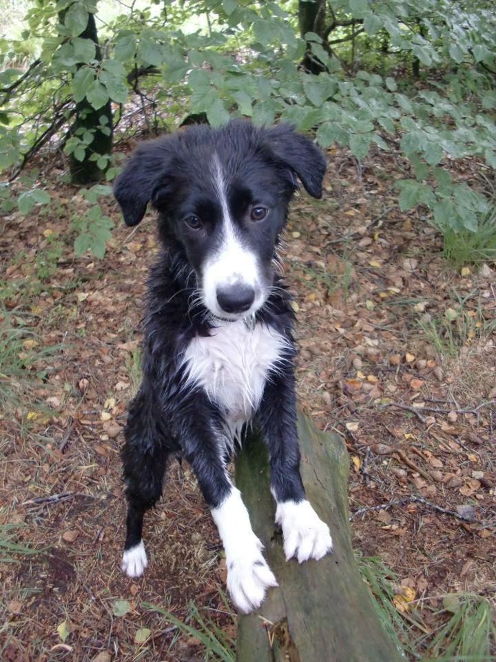 Border collie Bailey billede 5