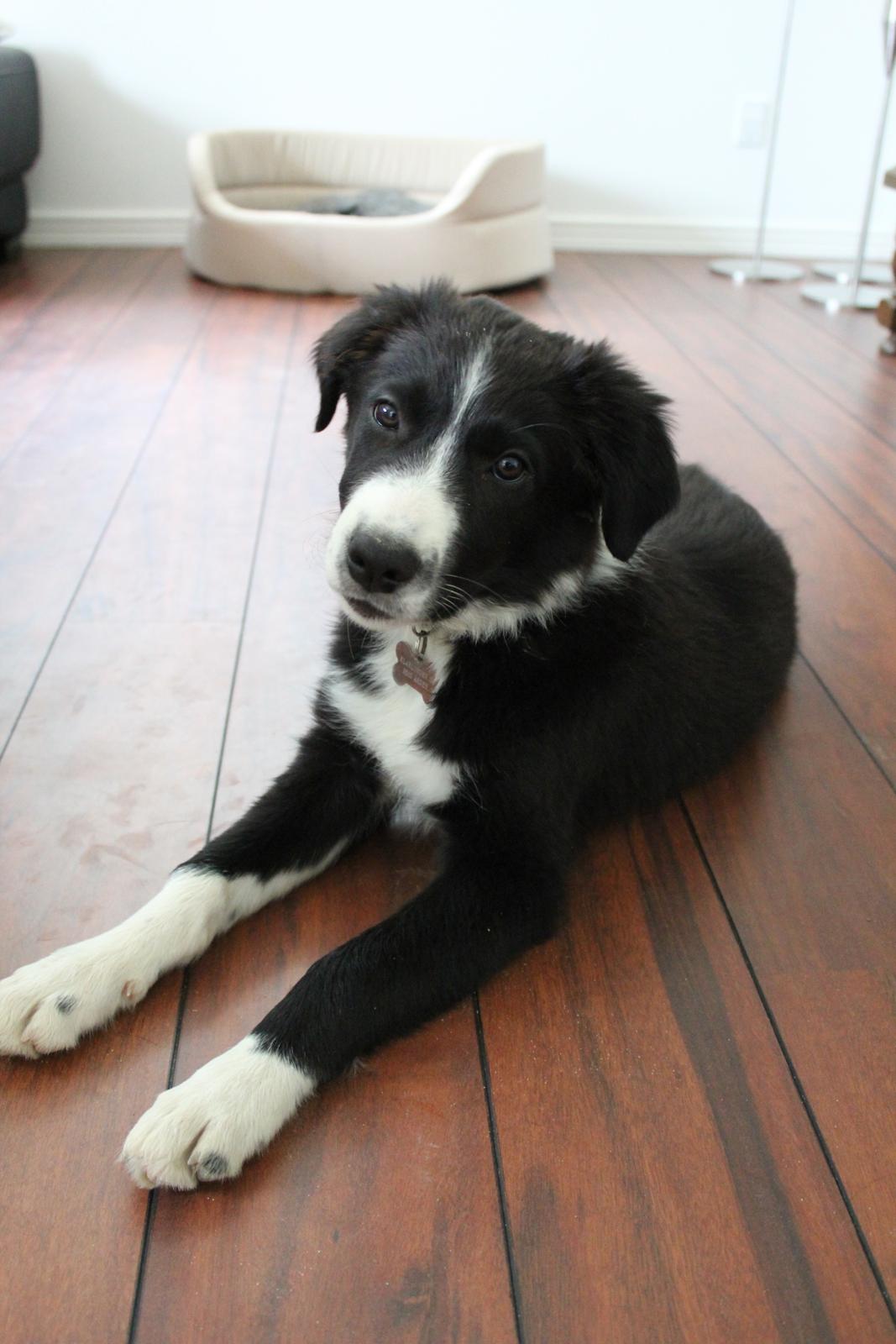 Border collie Bailey billede 6