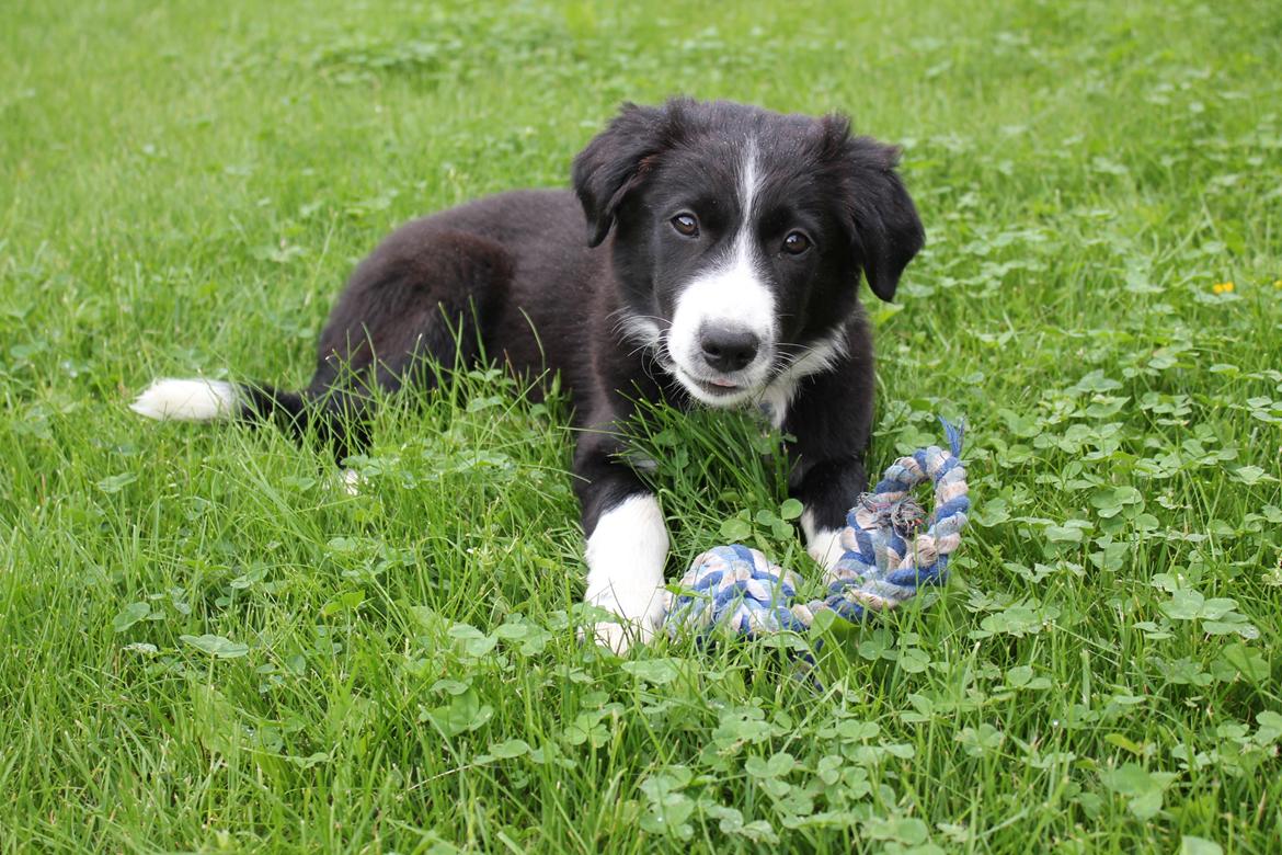 Border collie Bailey billede 7