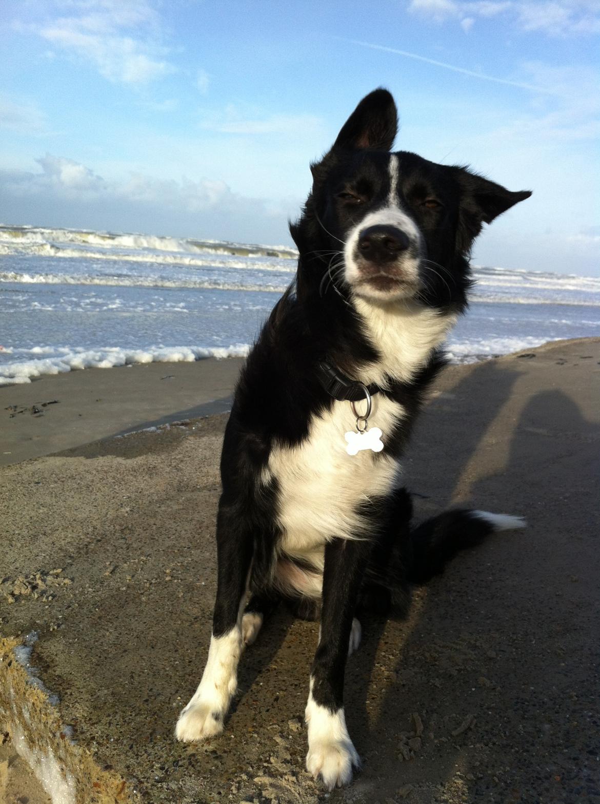 Border collie Bailey - Ved at blæse væk ved vesterhavet :) billede 8