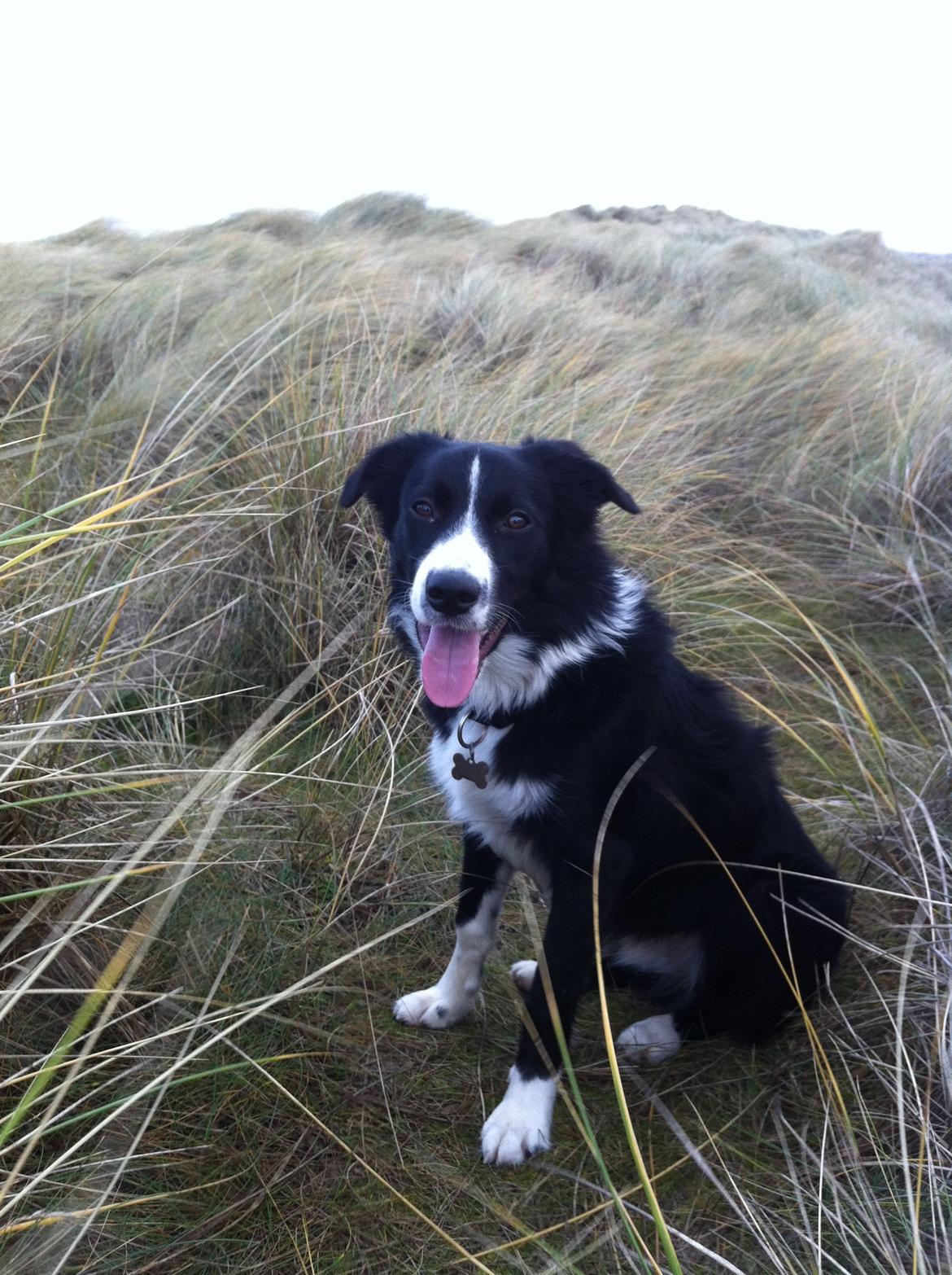 Border collie Bailey billede 9