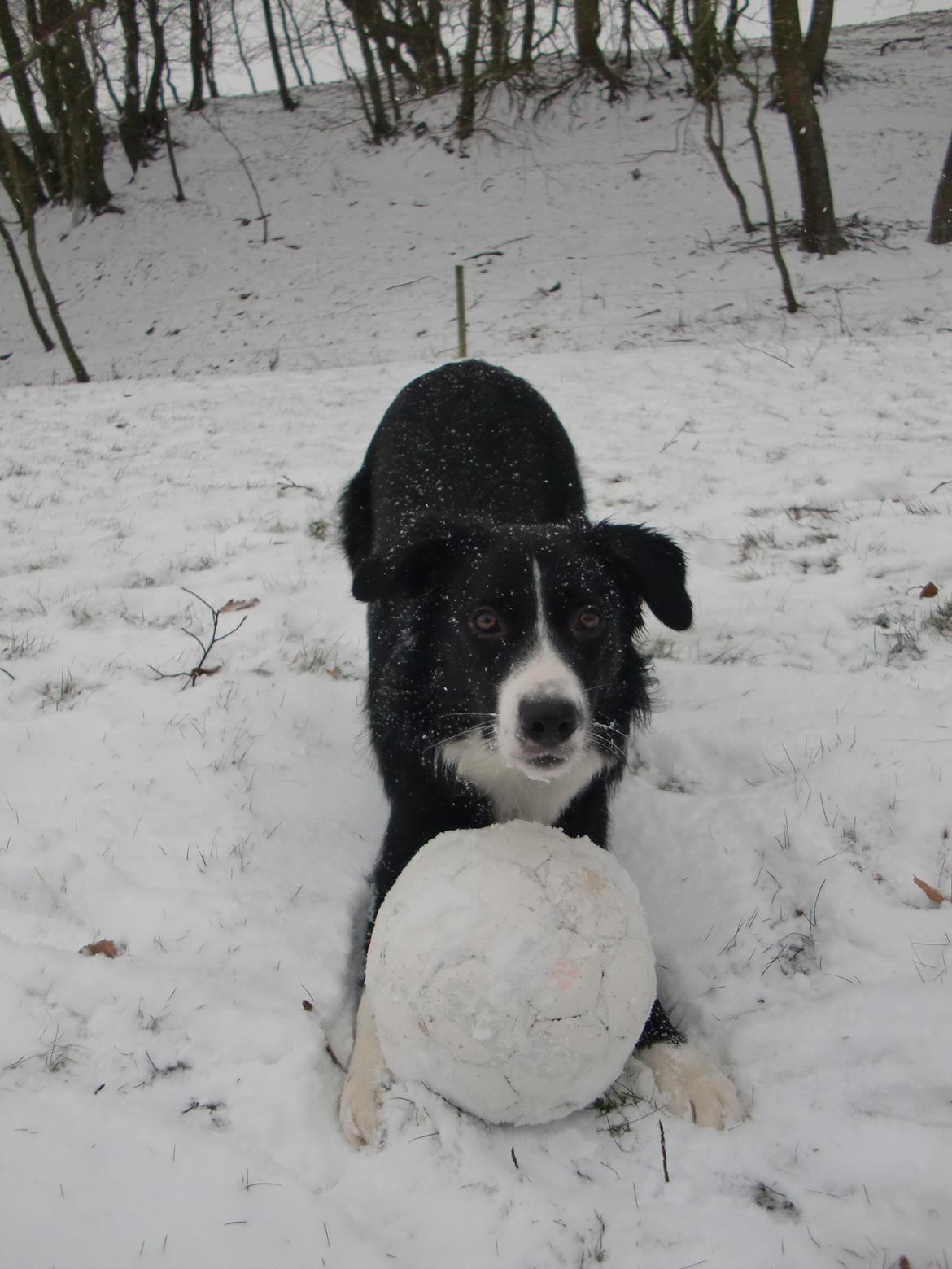 Border collie Bailey billede 10