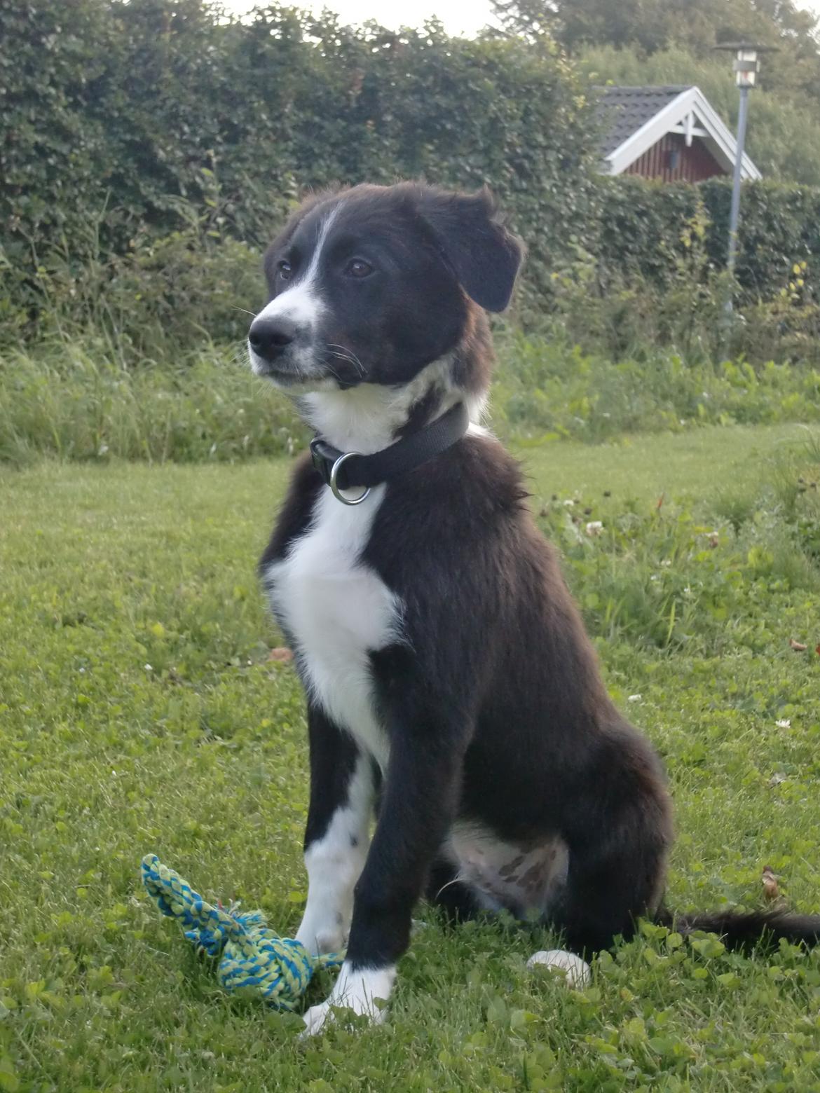 Border collie Bailey billede 11