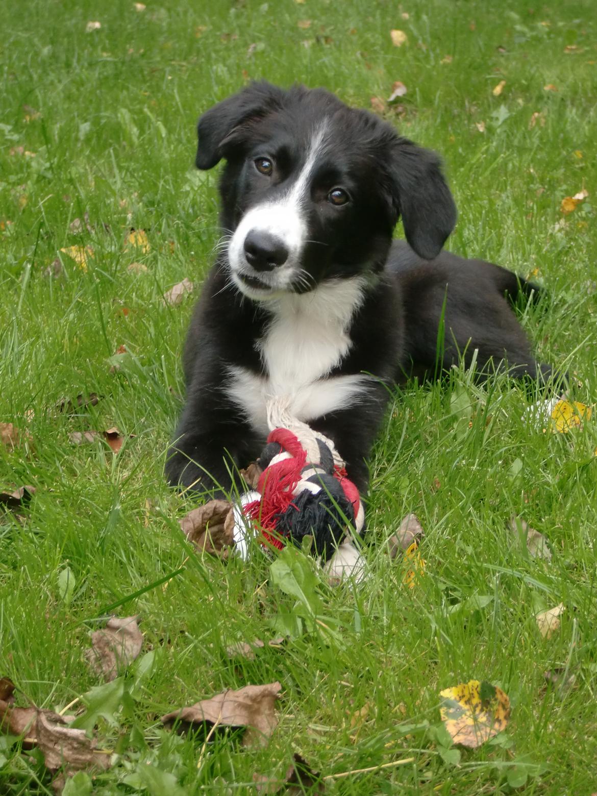 Border collie Bailey billede 12