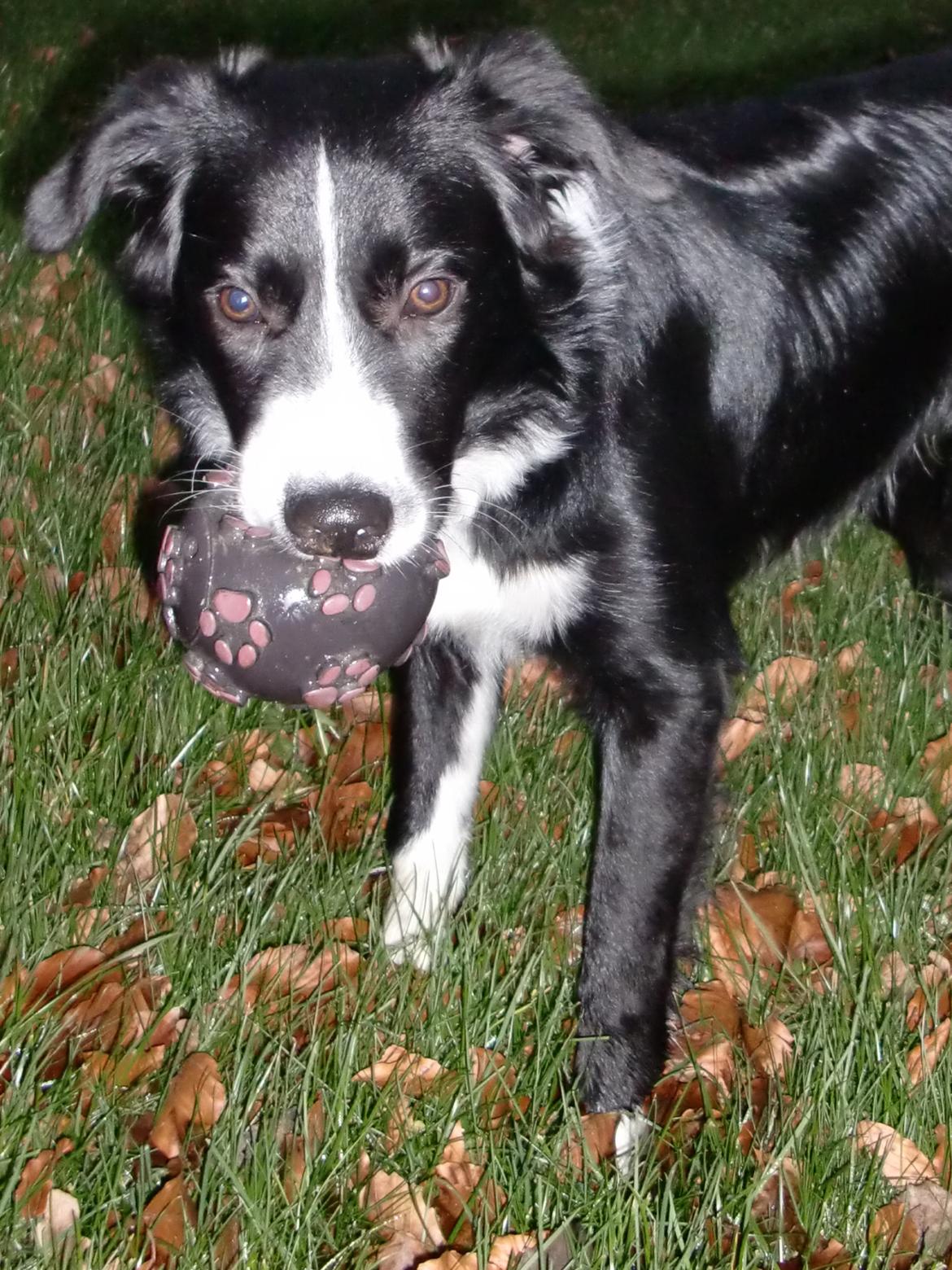 Border collie Bailey billede 13