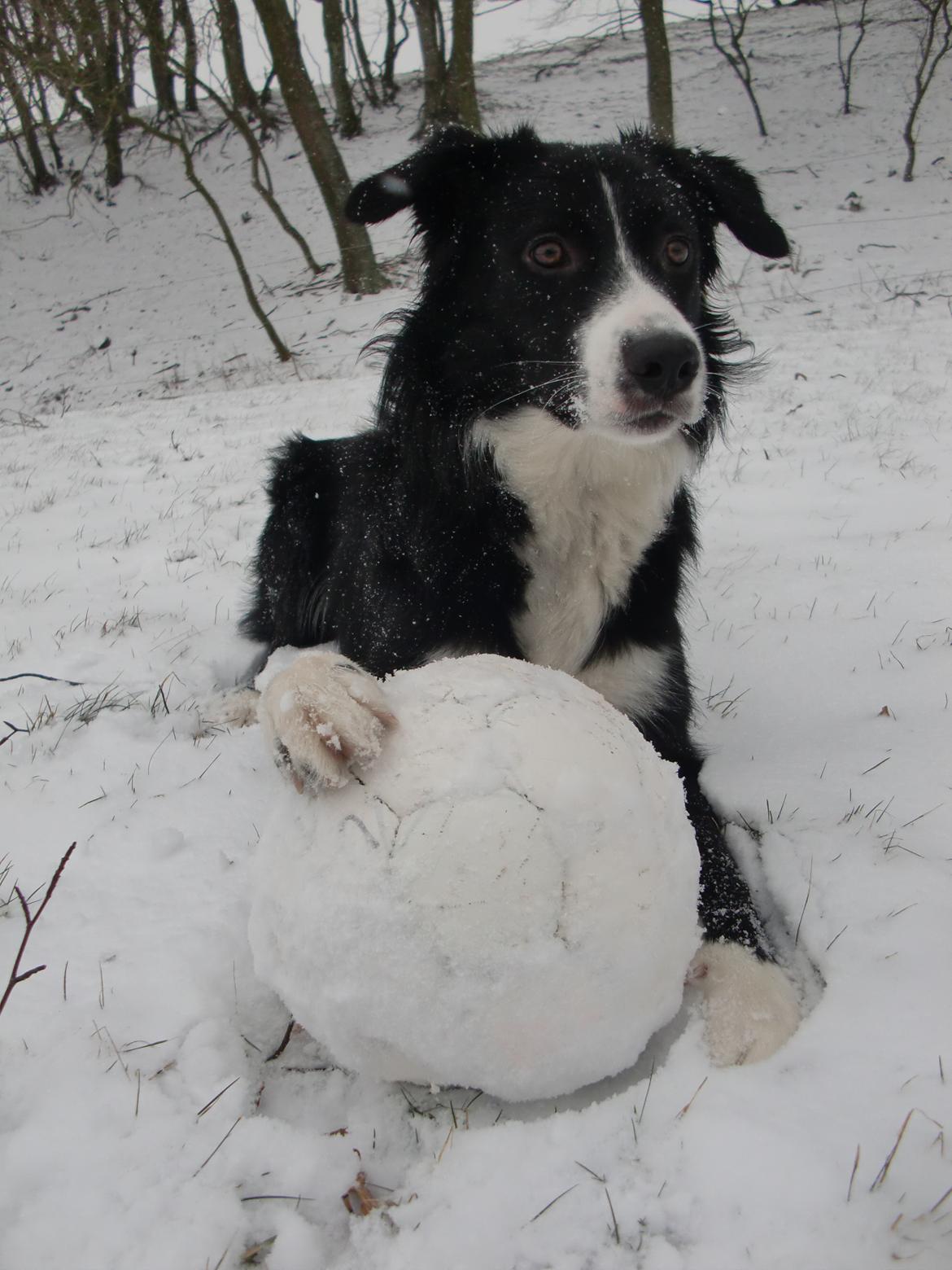 Border collie Bailey billede 14