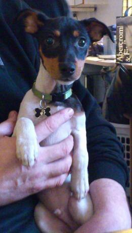 Blanding af racer Kenzo billede 9