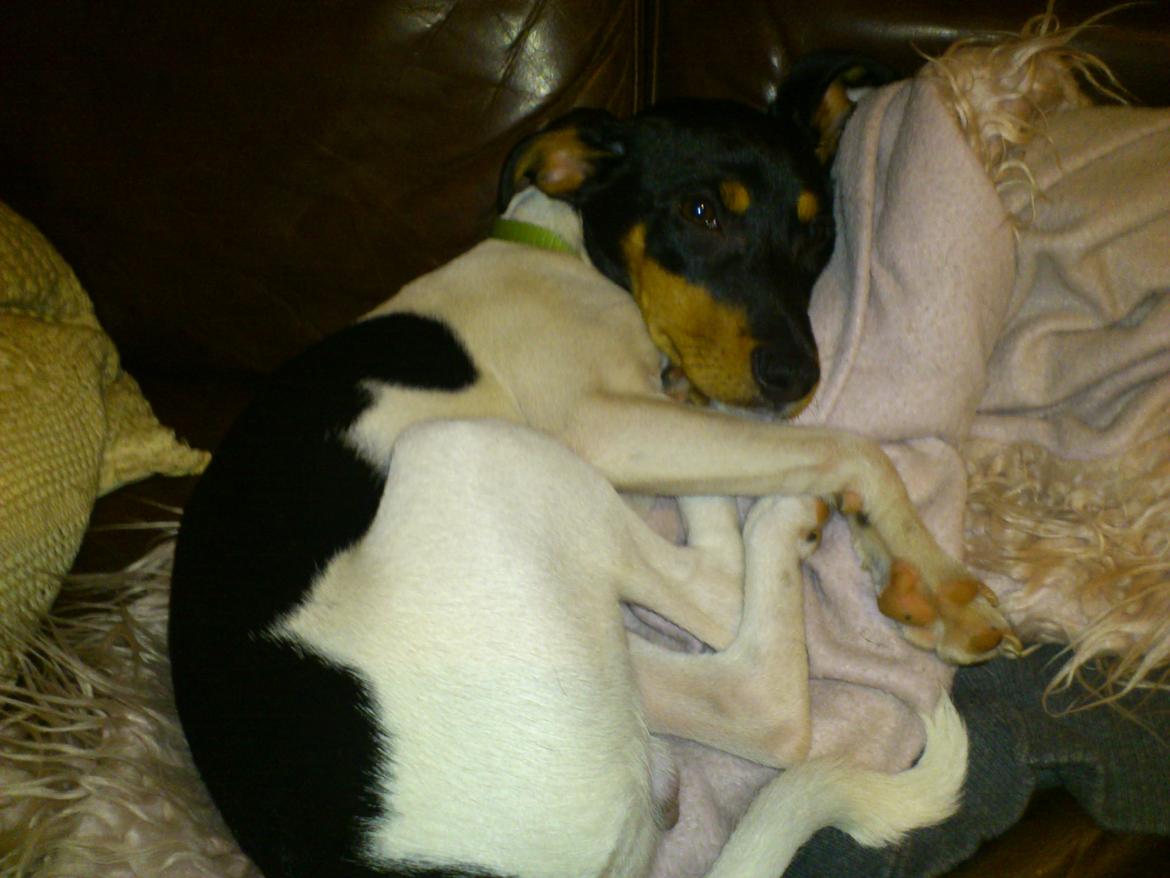 Blanding af racer Kenzo billede 10