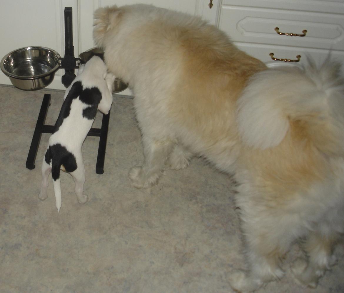 Dansk svensk gaardhund Milo Min Soulmate - Brødre kan godt dele madskål, selv om de har hver deres. billede 42