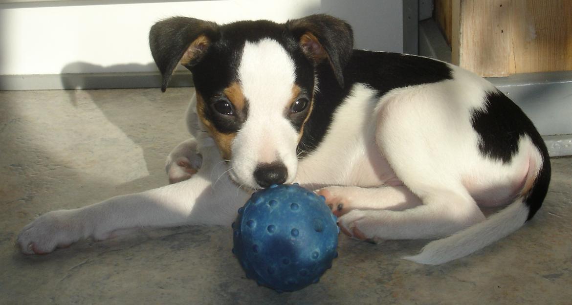 Dansk svensk gaardhund Milo Min Soulmate - Min ynglingsbold, der kan nemlig være guffer i. billede 41