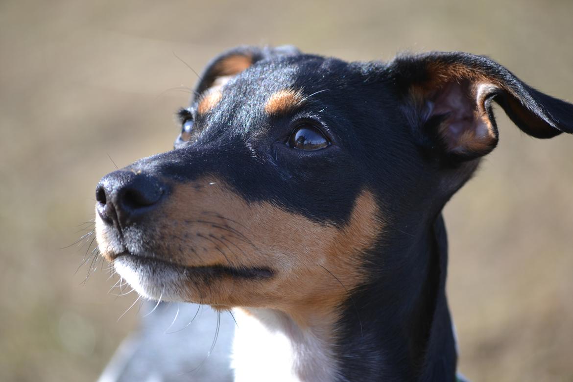 Blanding af racer Kenzo billede 11