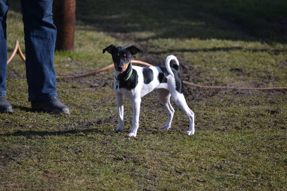 Blanding af racer Kenzo billede 12