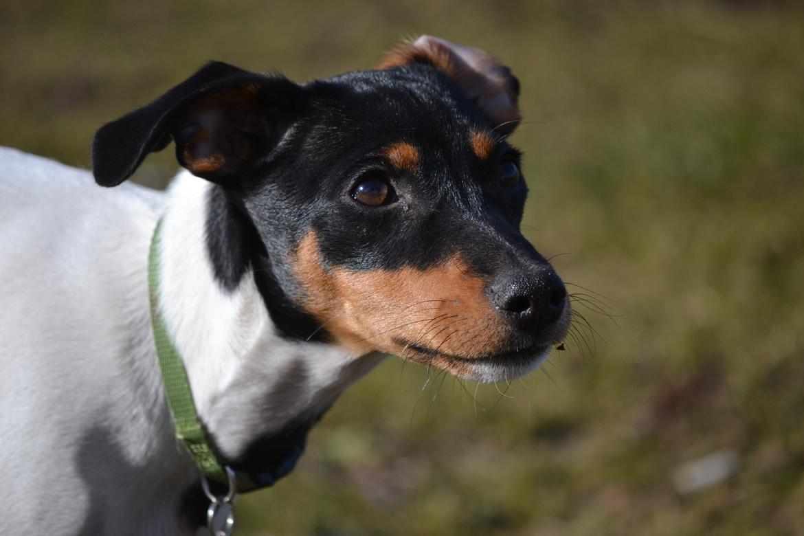 Blanding af racer Kenzo billede 13